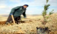 کاشت ۲ هزار نهال در همدان به یاد پدر