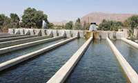 فعالیت ۳۴ مزرعه پرورش ماهی در کلات 