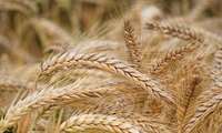 بیش از ۵۳۰۰ هکتار از اراضی زراعی شهرستان بردسیر زیر کشت گندم قرار گرفت