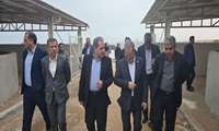 توسعه پرورش میگوی متراکم در هرمزگان