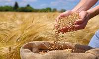 ضریب نفوذ بذر رسمی و استاندارد در مزارع گندم و جو  آذربایجان غربی افزایش یافت / توزیع ۲۳ هزار تن بذر گندم و جو در بین زارعان استان