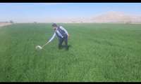 اجرای عملیات مبارزه با آفت سن گندم در مزارع هرمزگان 