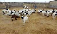 شناسایی و ثبت 27 نژاد گوسفند بومی در کشور