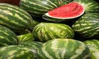 میانگین غلظت نیترات در هندوانه‌های ایران کمتر از ۱۰ میلی‌گرم است
