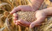 خرید بیش از نیم میلیون تن گندم توسط سازمان مرکزی تعاون روستایی ایران