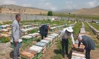 برخورد قاطع با عاملان تلفات زنبورها بر اثر سموم غیر مجاز در آذربایجان غربی