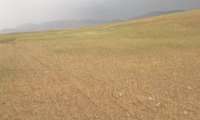 خسارت خشکسالی به ۱۴۰ هزار هکتار محصول گندم بوشهر 