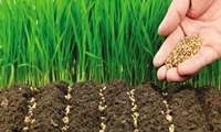 اجرای بیش از  4700 هکتار کشت قراردادی گندم و دانه های روغنی در استان زنجان