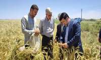 خودکفایی در گندم، تضمین امنیت غذایی کشور است