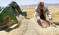 پرداخت بیش از 1600 میلیارد ریال از مطالبات گندمکاران زنجانی