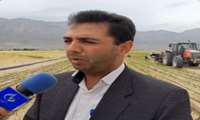 کشت محصولات نشایی در میامی در حال انجام است؛250 هکتار از اراضی میامی زیر کشت پیاز است