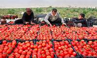 10 هزار هکتار در فارس به گوجه فرنگی اختصاص دارد