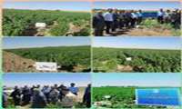 بازدید کارشناسان مرکز تحقیقات پنبه کشور از مزرعه مقایسه ارقام پنبه در شهرستان گرمسار