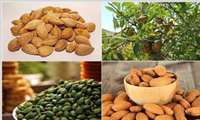 با تکمیل زنجیزه تولید وفرآوری بادام، بهره‌وری اقتصادی این محصول افزایش می یابد