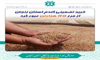 خرید تضمینی گندم استان زنجان از مرز 165 هزارتن عبور کرد