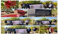 نمونه برداری از باغات انار شهرستان میامی جهت اجرای طرح محصول سالم