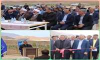 بهره‌برداری از باغ انگور در بسطام