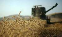 آغاز برداشت خوشه‌های طلایی از مزارع طرح جهش تولید در دیمزار‌های استان زنجان