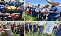 برگزاری کارگاه آموزشی سرشاخه کاری درختان گردو در شهرستان خرمدره