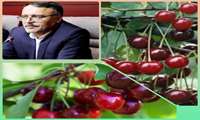 برداشت آلبالو و گیلاس در باغات شاهرود ادامه دارد؛ سرمازدگی و تگرگ تولید محصول را کاهش داد