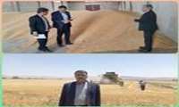 افزایش 30 درصدی تولید گندم در شاهرود