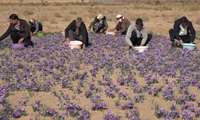 افزایش 30 درصدی سطح زیر کشت زعفران در بادرود اصفهان
