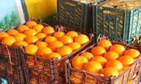 میوه شب عید با قیمت مصوب در استان بوشهر توزیع می‌شود