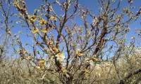 خسارت سرمای بهاره به بخش کشاورزی مرودشت