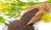 بیش از 7 میلیارد ریال از مطالبات کلزاکاران زنجانی پرداخت شد