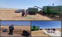 دستیابی به بالاترین رکورد تولیدگندم آبی برای دومین سال متوالی در شهرستان سربیشه