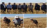 نخستین برداشت کلزای کشور در استان بوشهر آغاز شد