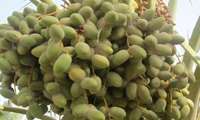 احتمال طغیان کنه‌های تار عنکبوتی خرما در استان بوشهر