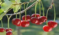 برداشت آلبالو برای اولین بار در بیضا