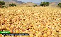 انجیرستان‌های استهبان مکانی برای تبدیل تهدید به فرصت