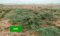 برداشت آنغوزه از مزارع دیم نی‌ریز آغاز شد