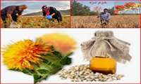 دعوت از کشاورزان برای کشت گلرنگ