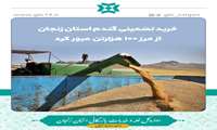 خرید تضمینی گندم استان زنجان از مرز 100 هزارتن عبور کرد
