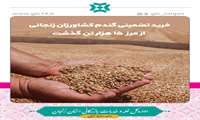 خرید تضمینی گندم کشاورزان زنجانی از مرز 15 هزار تن گذشت