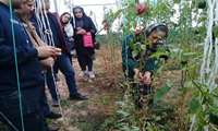 برگزاری دوره های آموزشی در زمینه توسعه محصولات گلخانه ای