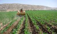 طرح جهش تولید در 32 هزار هکتار از دیمزارهای چهارمحال و بختیاری درحال اجراست
