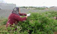 تولید 60 تن گل محمدی از گلستان های سپیدان