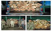 کشف و ضبط بیش از 2 تن چوب قاچاق در زنجان