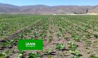 پایان برداشت نخود در شهرستان مرودشت