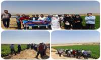 برگزاری روز مزرعه لوبیا در شهرستان ابهر