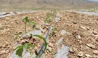 کاشت 1200 هکتاری گوجه فرنگی در اقلید