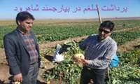 برداشت شلغم در بیارجمند شاهرود آغاز شد.