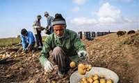 چهارمحال و بختیاری قطب تولید سیب زمینی در کشور