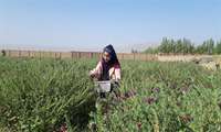 بستر‌های لازم آموزشی و اعطای وام گیاهان دارویی در اشتغال زایی زنان روستایی