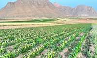 سرمازدگی محصولات کشاورزی در تیرماه