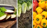 صدور گواهی صادرات یک هزار 312 تن محصولات گلخانه‌ای فلفل دلمه‌ای